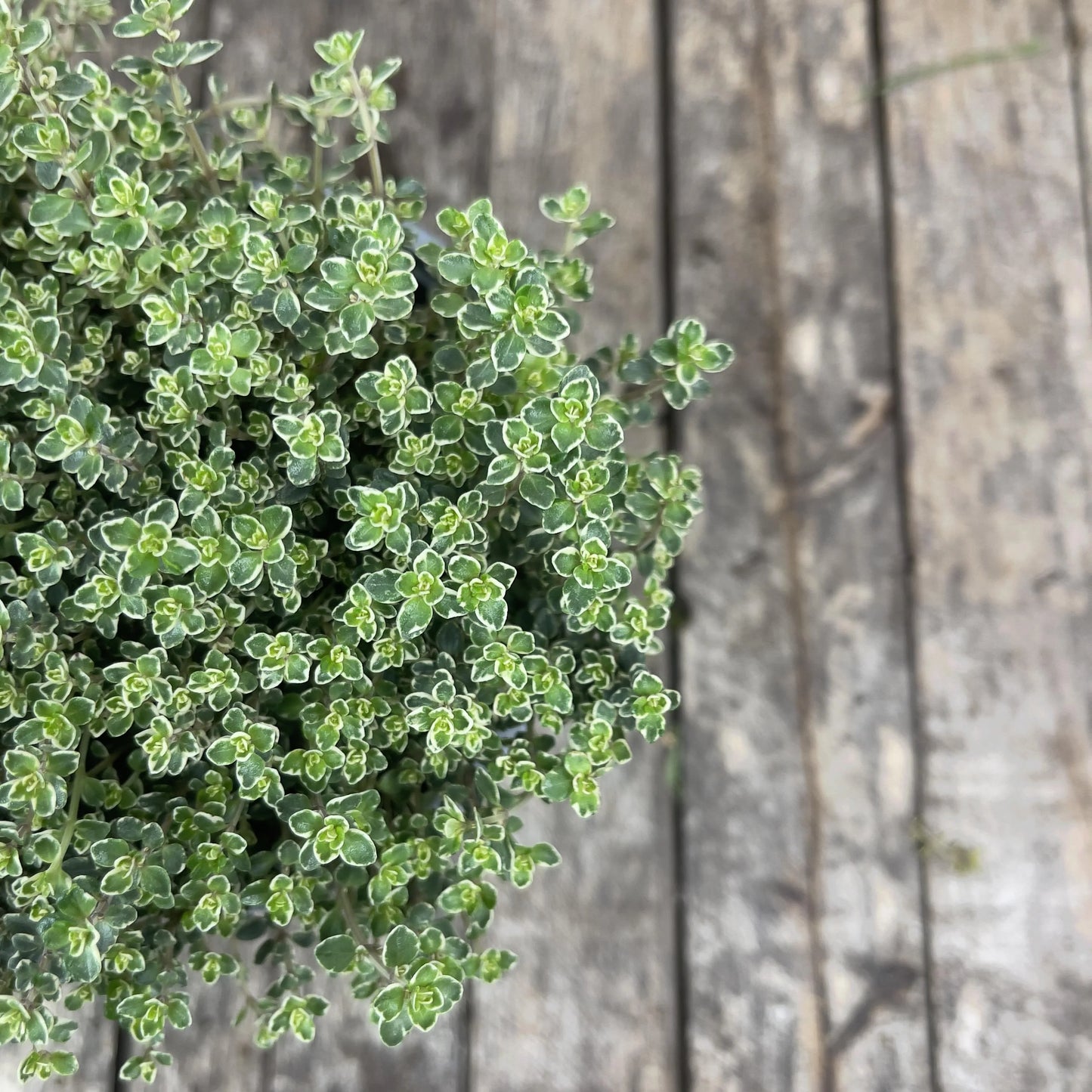 Thyme