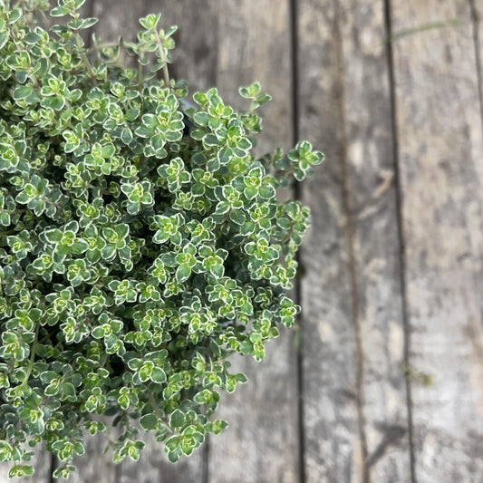 Thyme
