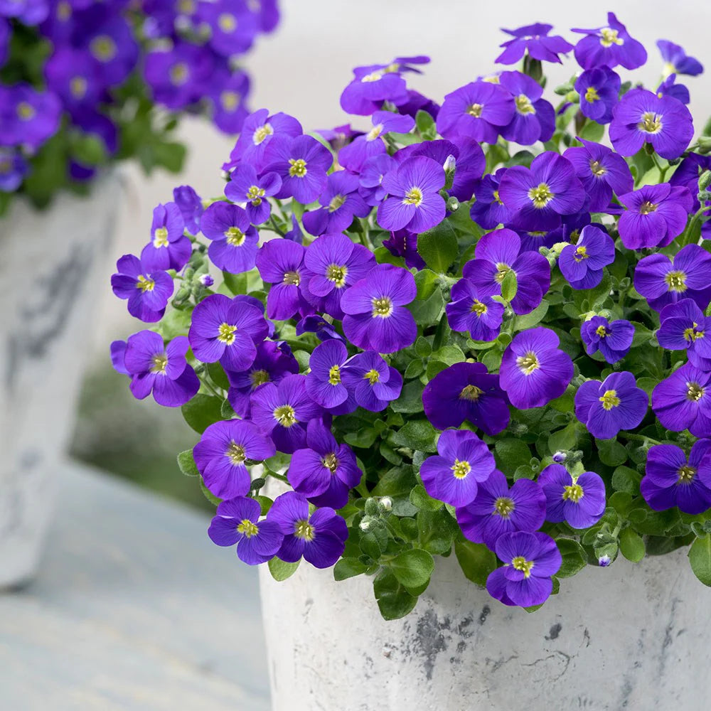 Aubrieta Kitte Blue 1Litre