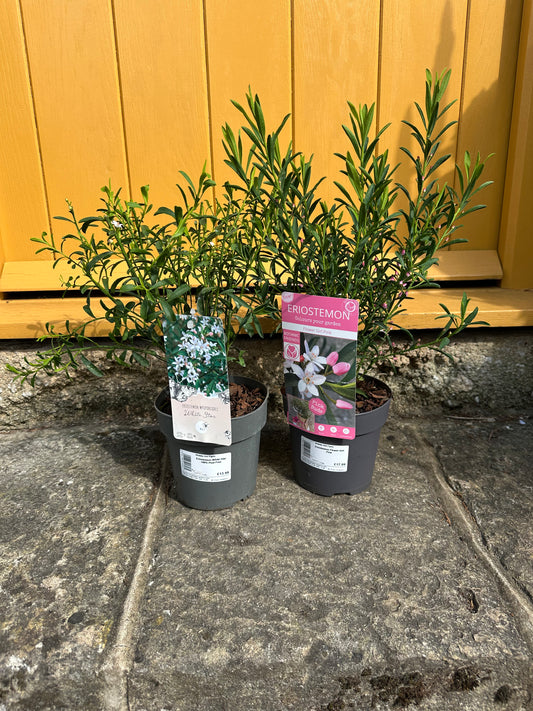 Eriostemon 1.5Ltr