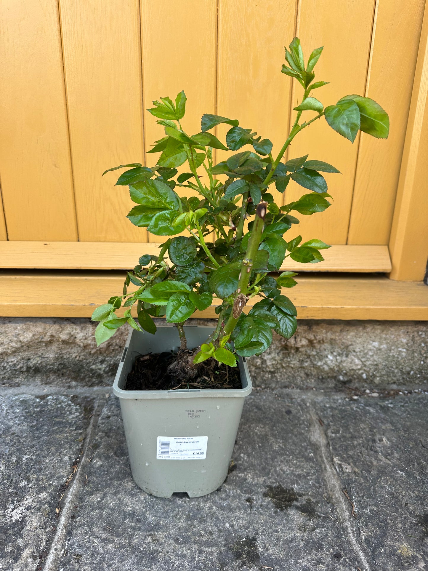 Rose Queen Bee 4.5Ltr