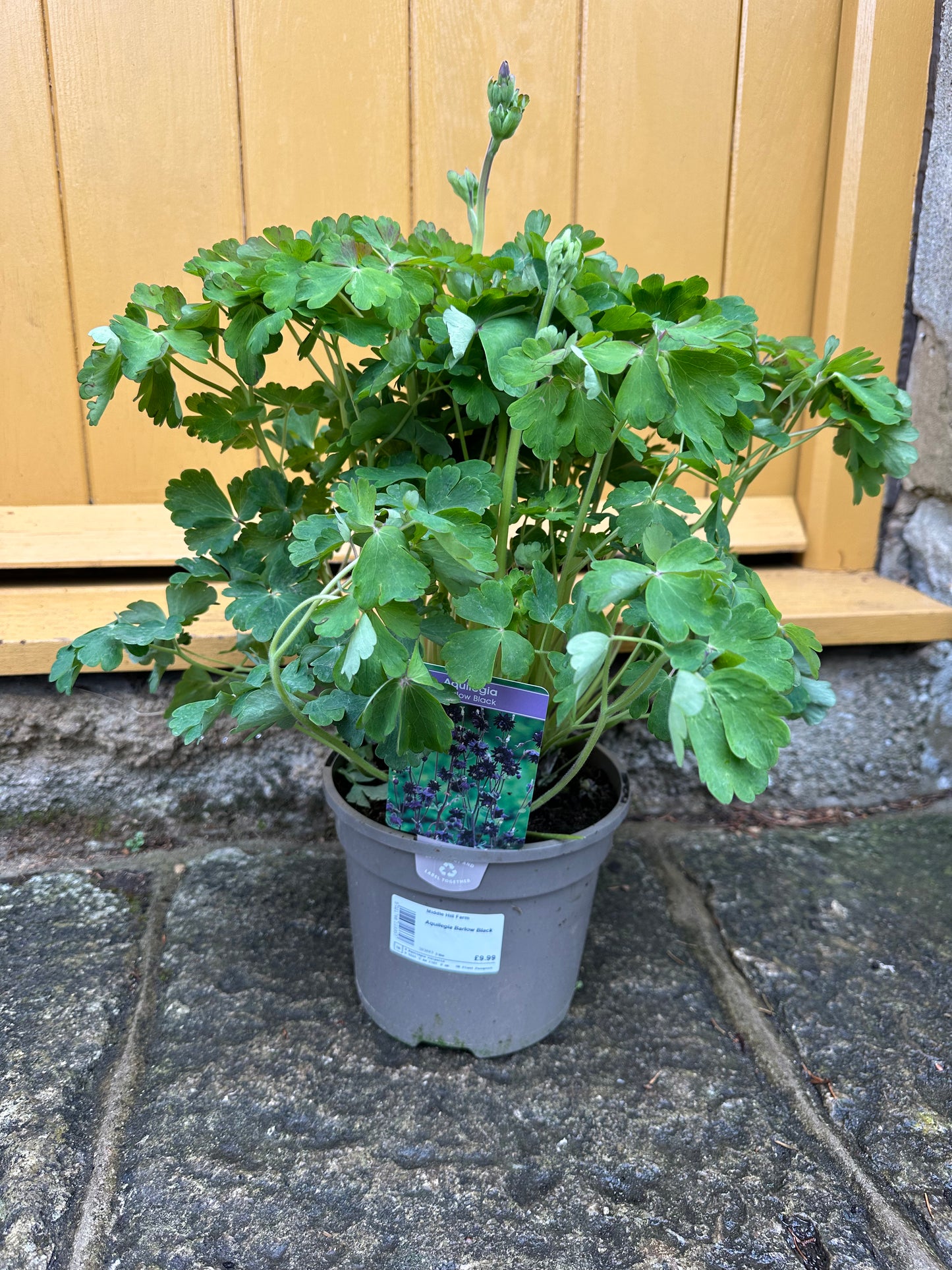 Aquilegia Barlow Black 3Ltr