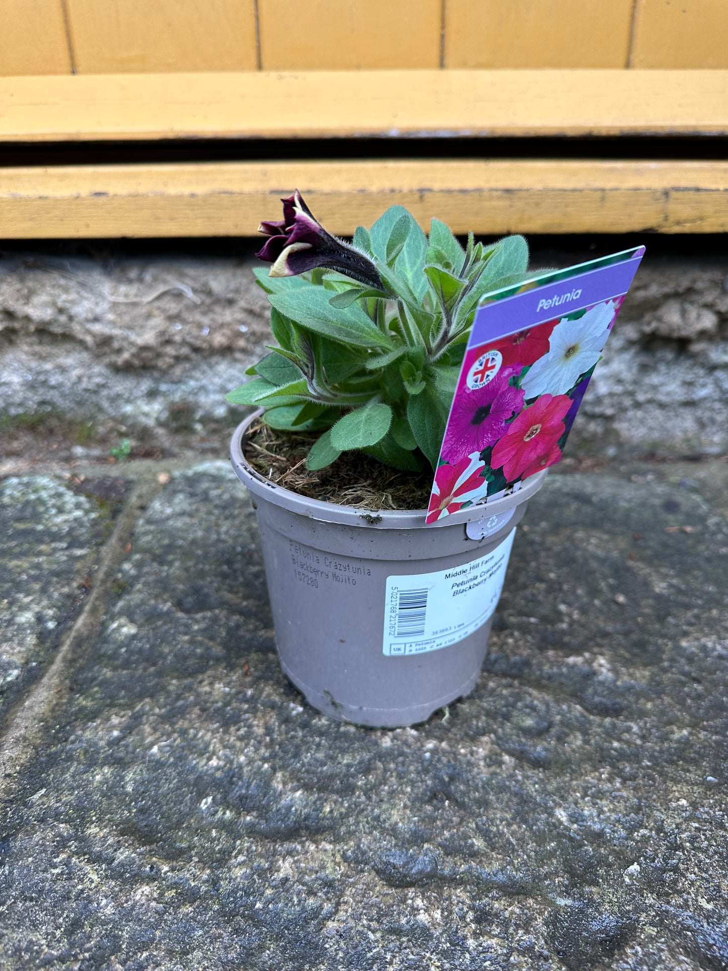Petunia 1Litre