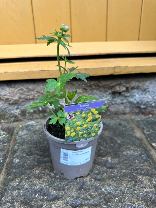 Trollius Lemon Queen 1Ltr