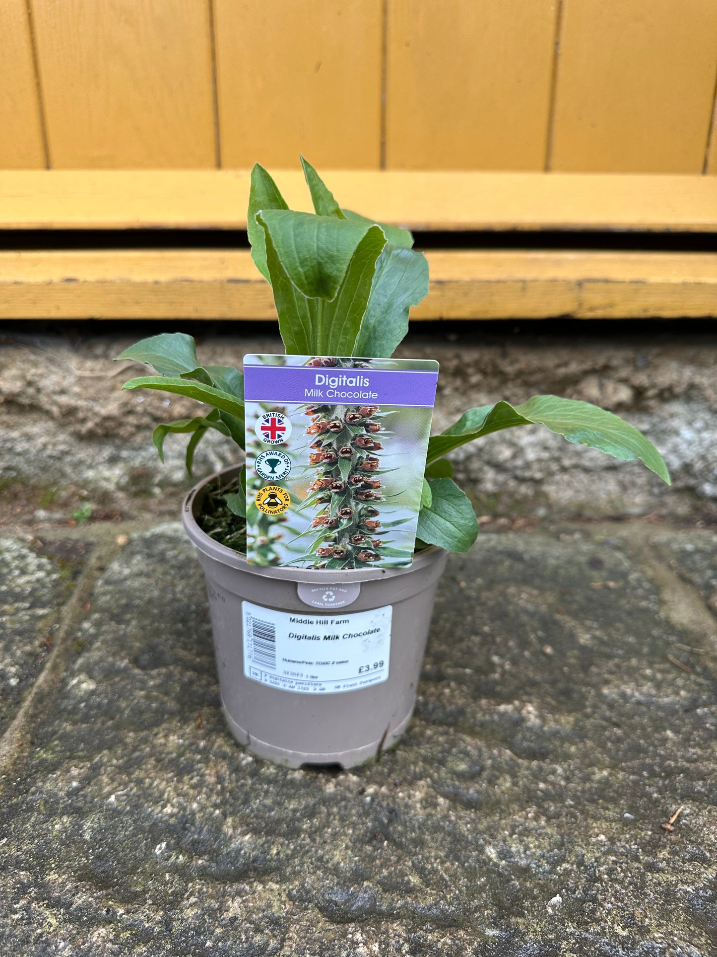 Digitalis Milk Chocolate 1Ltr