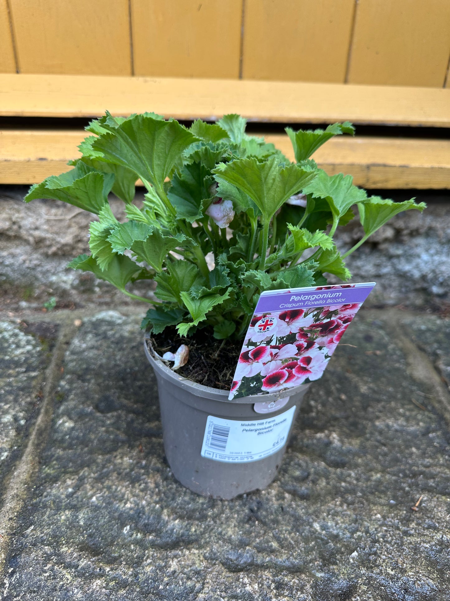 Pelargonium  1 Ltr