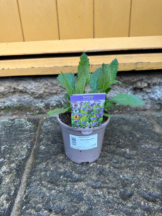 Verbena Bonariensis 1Ltr