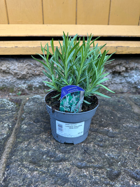 Lavandula augustifolia White Scent 1Ltr