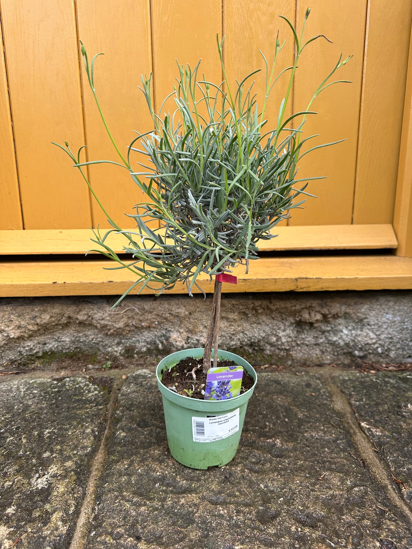 Lavandula augustifolia Standard 14cm