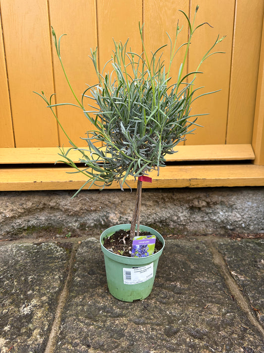 Lavandula augustifolia Standard 14cm