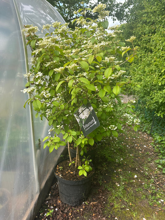 Viburnum plicatum Watanabe 12Ltr