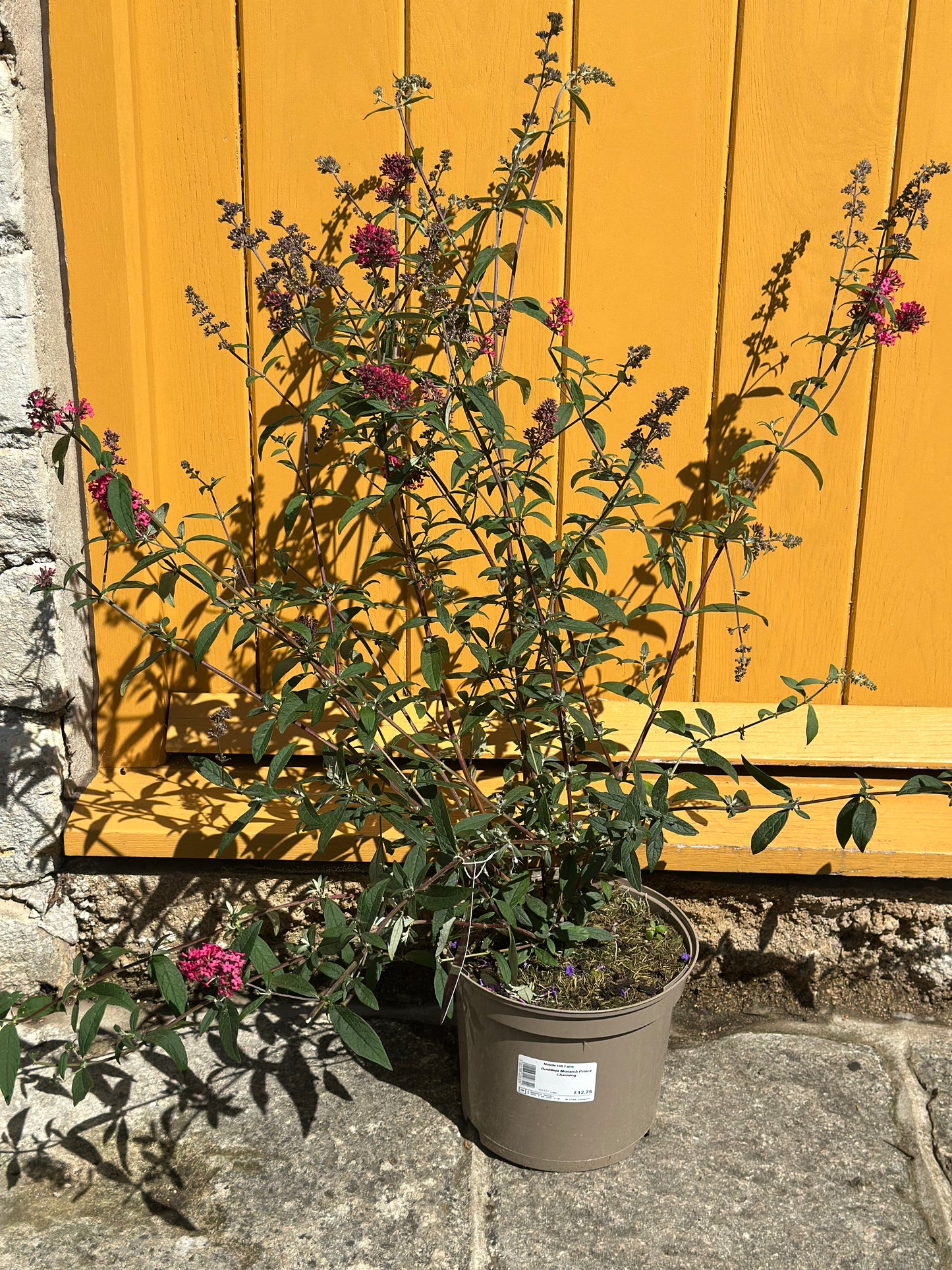 Buddleja Monarch Prince Charming 5Ltr