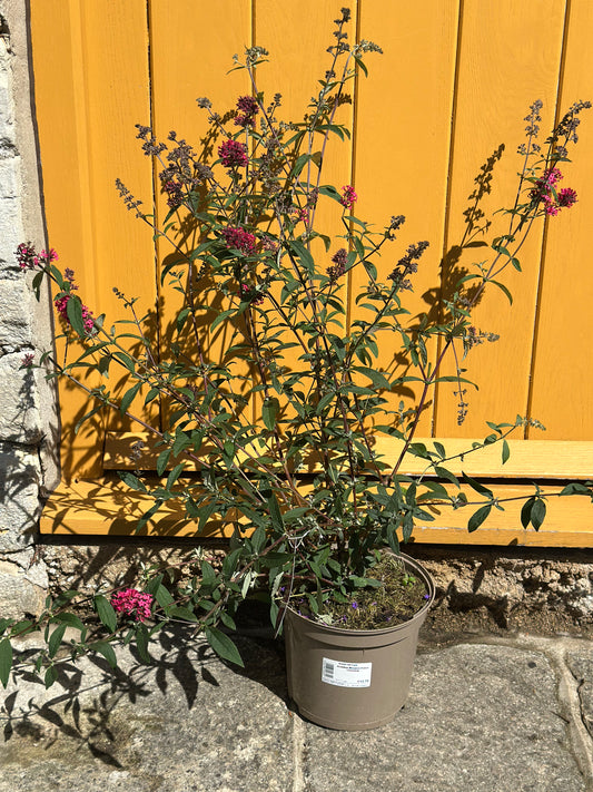 Buddleja Monarch Prince Charming 5Ltr