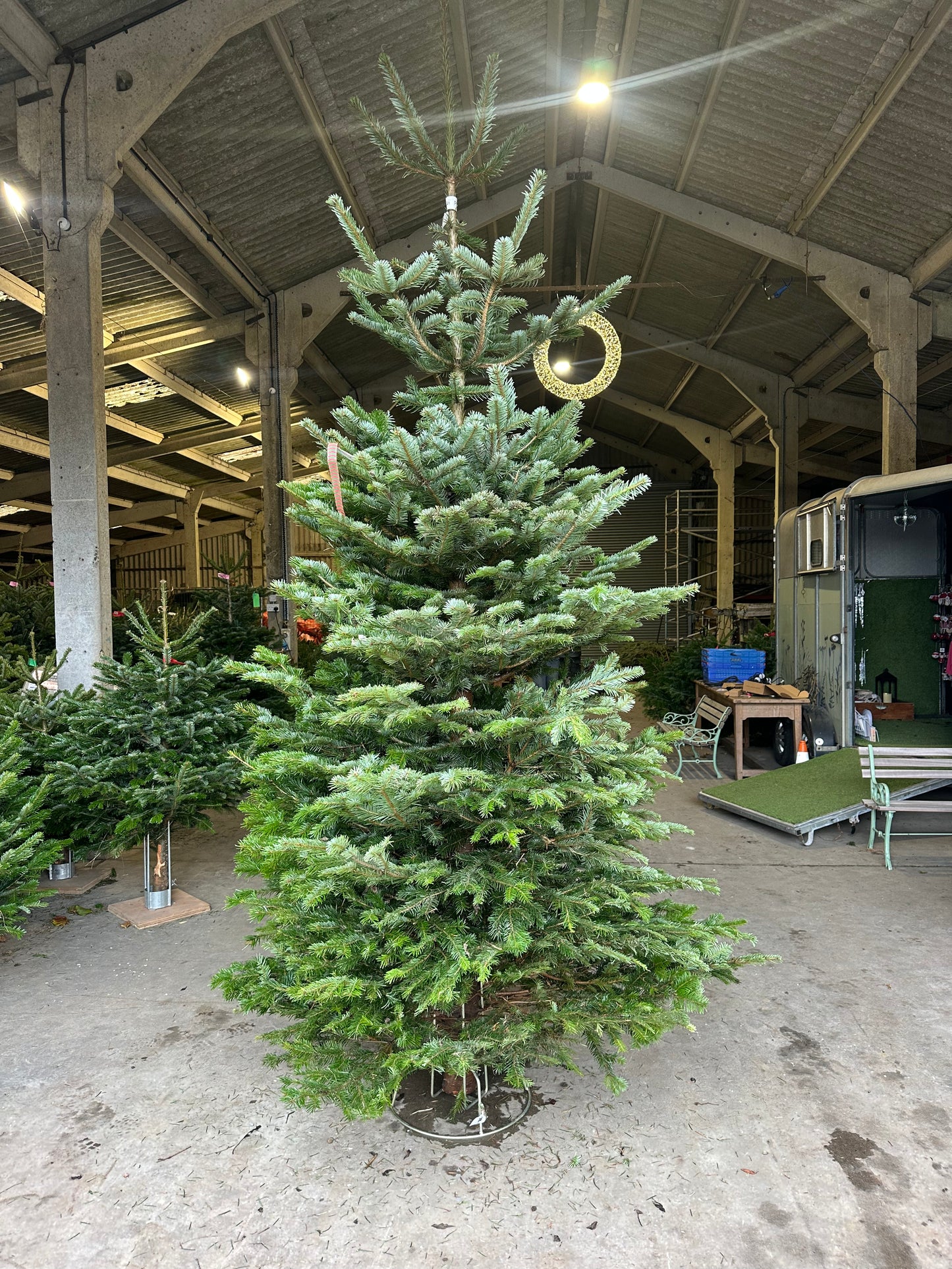 Trade Christmas Trees