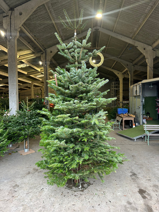 Trade Christmas Trees