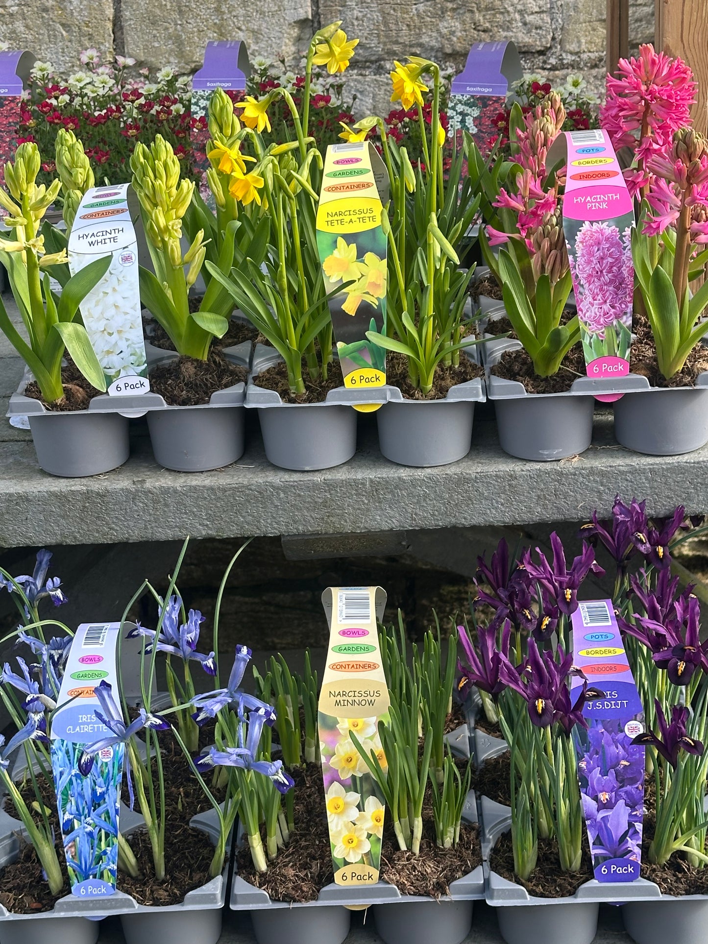 Gedney Plants