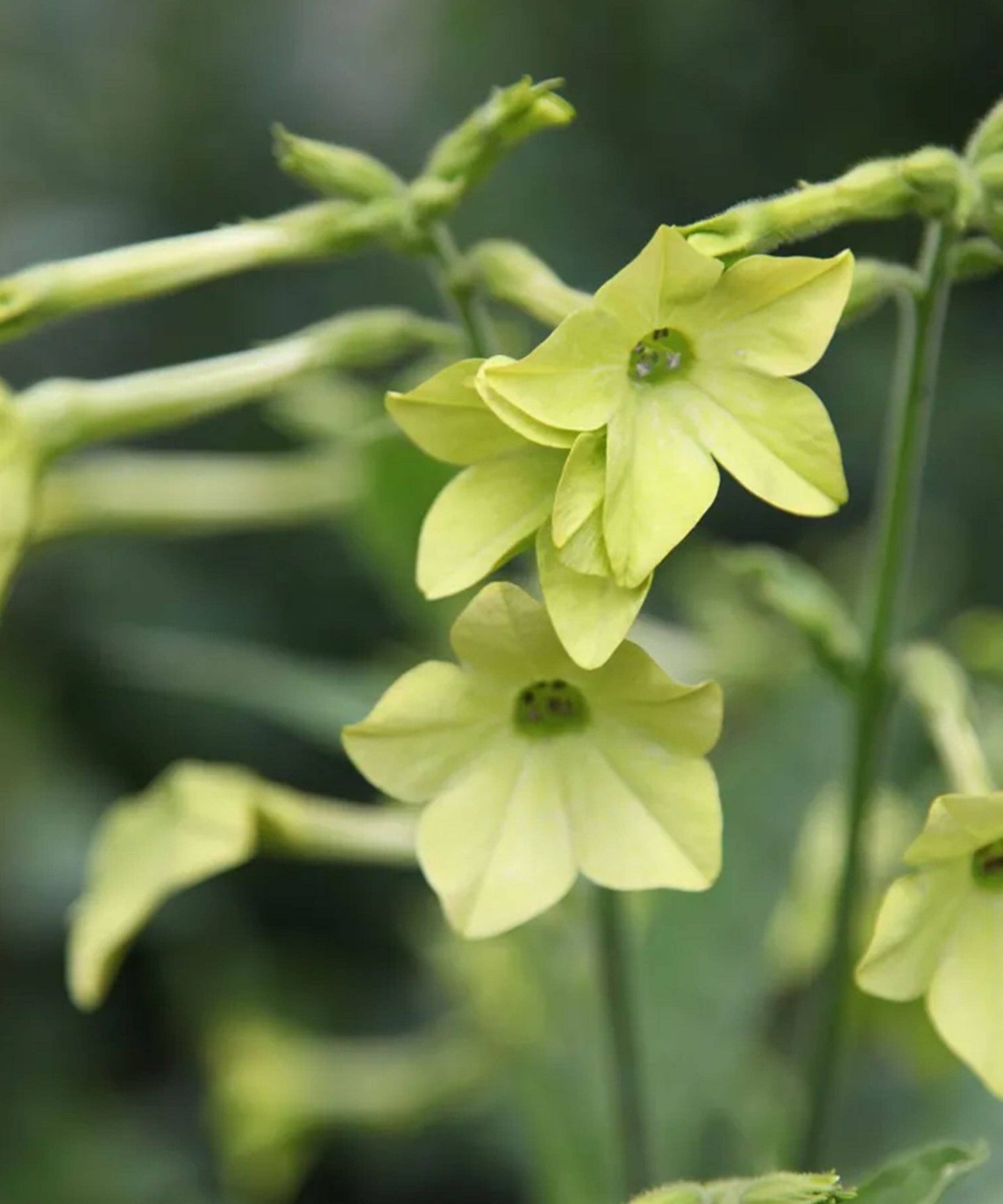 Scent Seed Set