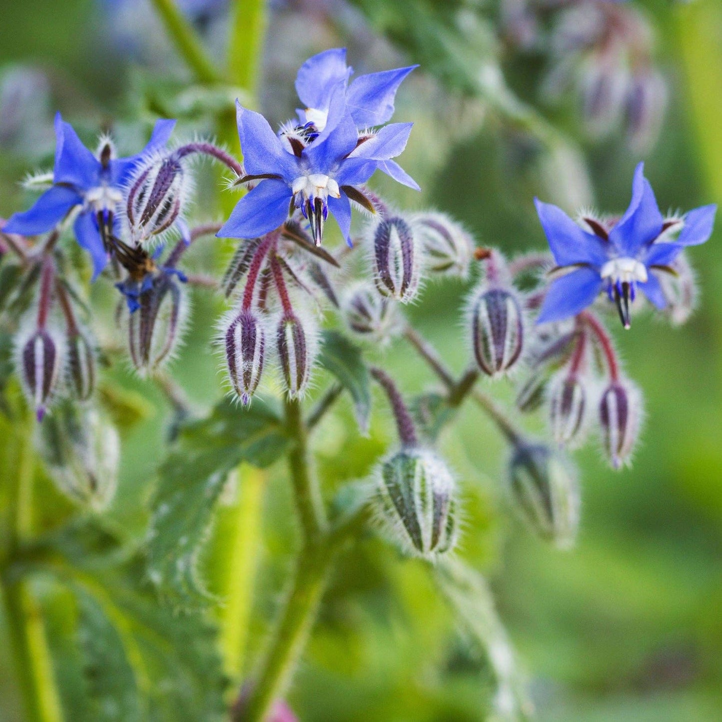 Pollinator Seed Set